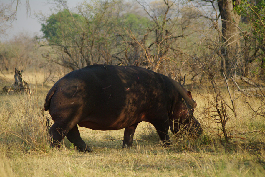 Flusspferd im Nkasa Rupara National Park